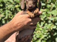 Chocolatte tan yeşil gözlü dachshund yavrumuz