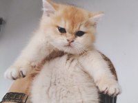 Altın sarısı ny12 british shorthair