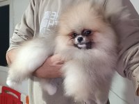 Pomeranian boo orjinal