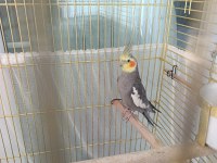 Jumbo Orijinal Damızlık 2 Yaşında Sultan Papağanı