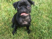 Acil sahip aranıyor pug