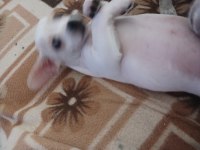 Erkek şivava köpekler