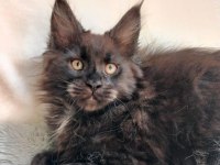 Sadece bu ırkın değerini bilen Ailelere safkan maine coon