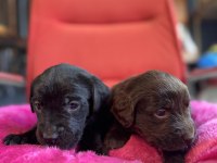 Asil rehber köpek labrador