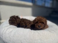 Wc eğitimli aşılı karneli toy poodle yavrular