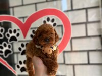 Poodle Yavrularımız Teslime Hazır Kalitenin Tek Adresi
