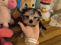 Küt burun tea cup erkek yorkshire terrier yavrumuz