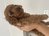 Toy poodle bebeğimiz için ulaşın