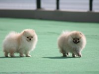 Pomeranian boo yavrular anne baba şecereli