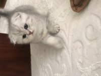 Scottish fold silver erkek yavrumuz teslime hazır