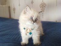 Pofuduk pati british longhair