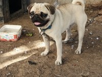 2 yaşında ilk çiftleşme oldu saf kan pug