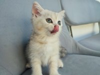 Pembe Burun Yeşil Göz British Shorthair Prenses