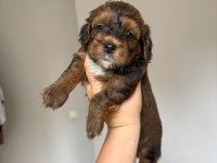 Maltipoo Yavru