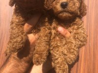 A kalite toy poodle yavrularım