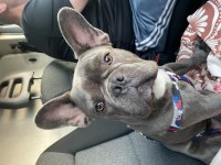 7 buçuk aylık oğlumuz OSCAR (FRENCH BULLDOG)