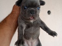 Blue french bulldog yavrular