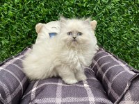 British longhair blue point yavrularımız