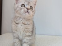 Kedimiz Lokum un 4 adet british shorthair yavrusu