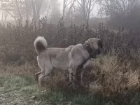 15 AYLIK ERKEK ASLAN KÖPEĞİMİZ