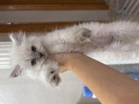 British Longhair Chocolate Point Erkek Yavru