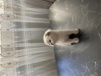 Saf kan anne babadan 1,5 aylık british longhair bebekler