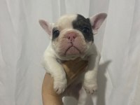 SAĞLIK GARANTİLİ FRENCH BULLDOG YAVRULAR