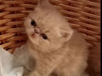 Küçük garfield kedimiz başka bir aileye gitmeye hazır