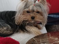 Safkan Yorkshire Terrier Yavruları