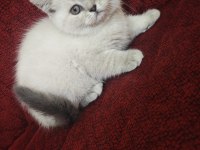 Mama karşılığı yavru kedimiz