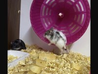 Hamster Dair Herşey Antalya Hamster Çiftliği (Bfa)