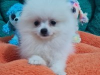 Şecereli Teacup Pomeranian Yavrularımız