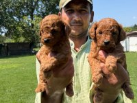Toy Poodle Yavrularımız Bir Birinden Güzel