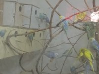 MUHABBET KUŞU ÇİFTİMİZ