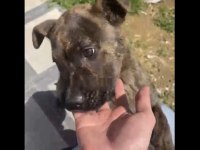 Güzel yapılı aşılı 3 aylık presa canario