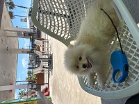 3 Aylık Pomeranian