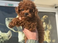 Show kalite redbrown toy poodle ziyarete açık