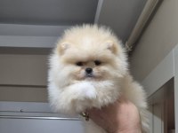 Orijinal ırk pomeranian boo sıfır burun