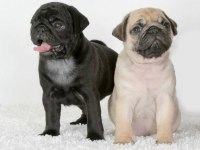 Gül kuyruk pug yavrular her yere gönderilir 