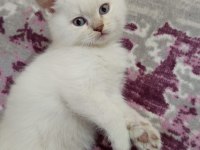 2 aylık british bebek kedilerimiz