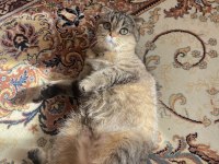 Yavru kırık kulak scottish fold