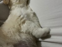 KÜÇÜK SEVGİ DOLU KÖPEĞİMİZE ÖMÜRLÜK YUVA ARIYORUZ