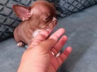 Orjinal dişi elma kafa chihuahua