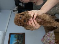 toy poodle erkek