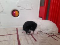 1.5 Aylık terrier yavrular