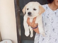 Uygun ve kaliteli maltipoo yavrular