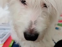 Maltese oğlumuza yuva arıyoruz