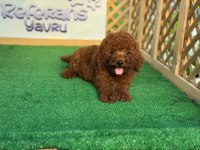 Poodle yavrusu
