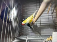 Gouldian finch