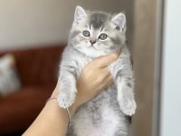 Mükemmel Surat Yapısına Sahip British Shorthair